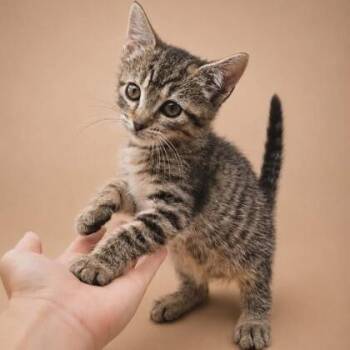 Ginger Spice -  Domestic Short Hair Cat for Adoption - Ginger Spice | PetCurious