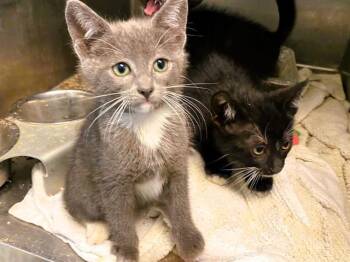 CINDERA -  Domestic Short Hair Cat for Adoption in Tustin, California - CINDERA | PetCurious