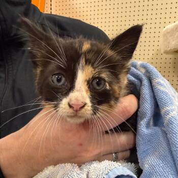 Willow -  Domestic Short Hair Cat for Adoption in Rochester, Minnesota - Willow | PetCurious