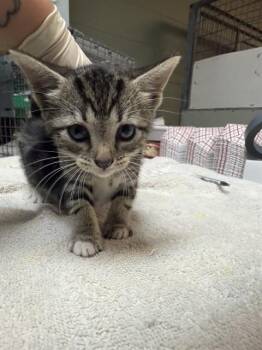 Domestic Short Hair Cats Available for Adoption in Jacksonville, Florida - PIPSQUEAK | PetCurious