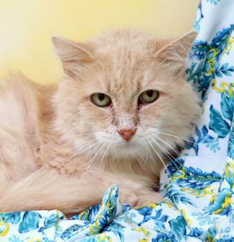 Domestic Medium Hair Cats Available for Adoption in Tierra Verde, Florida - Aspen | PetCurious