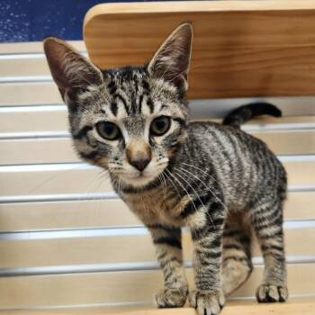 Gemini -  Domestic Short Hair Cat for Adoption in Hampton Bays, New York - Gemini | PetCurious