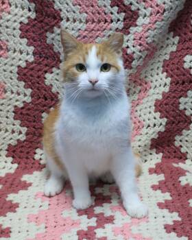 Domestic Short Hair Cats Available for Adoption in Rock Falls, Illinois - Lucky | PetCurious
