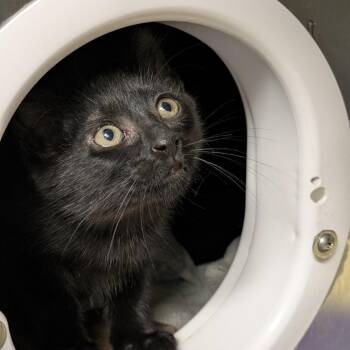 Bowser -  Domestic Short Hair Cat for Adoption in South Burlington, Vermont - Bowser | PetCurious