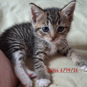 2026-56 Salsa - in foster -  Domestic Short Hair Cat for Adoption in Windsor, Connecticut - 2026-56 Salsa - In Foster | PetCurious