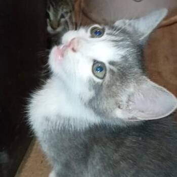 Sonic -  Domestic Short Hair Cat for Adoption in Calimesa, California - Sonic | PetCurious