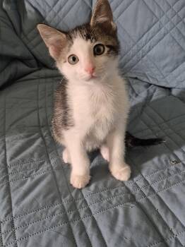 Domestic Short Hair Cats Available for Adoption in Wheaton, Illinois - Spot | PetCurious