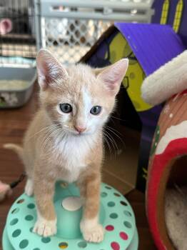 Julius -  Domestic Short Hair Cat for Adoption in Ephrata, Washington - Julius | PetCurious