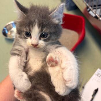 Dean -  Domestic Medium Hair Cat for Adoption in Norman, Oklahoma - Dean | PetCurious