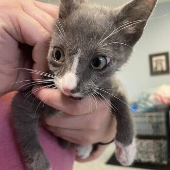 Dougie Deglover -  Domestic Short Hair Cat for Adoption in Port Charlotte, Florida - Dougie Deglover | PetCurious