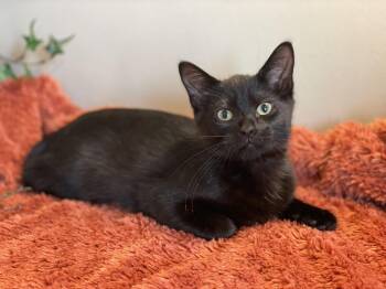 Kit Kat -  Domestic Short Hair Cat for Adoption in Taylor, Michigan - Kit Kat | PetCurious