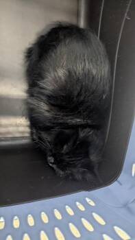 Domestic Long Hair Cats Available for Adoption - Nott | PetCurious