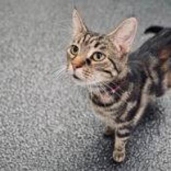 Tianna -  Domestic Short Hair Cat for Adoption in Portsmouth, Ohio - Tianna | PetCurious