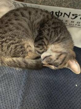 Willoughby -  Domestic Short Hair Cat for Adoption in Richmond, Virginia - Willoughby | PetCurious