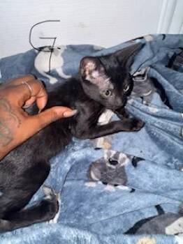 GLENDA -  Domestic Short Hair Cat for Adoption in San Antonio, Texas - GLENDA | PetCurious