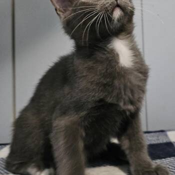 Domestic Short Hair Cats Available for Adoption in Danville, Illinois - Juniper | PetCurious