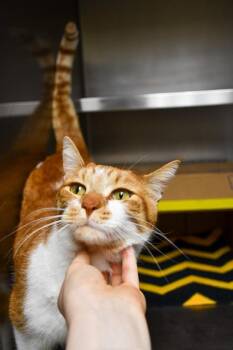 Domestic Short Hair Cats Available for Adoption in Yakima, Washington - Milo | PetCurious