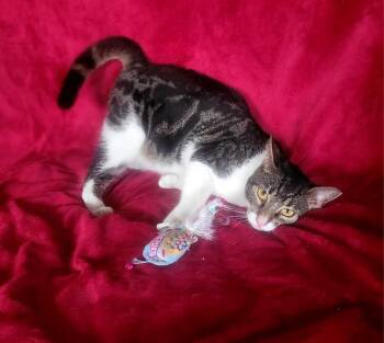 Domestic Short Hair Cats Available for Adoption in San Juan, San Juan - Paris | PetCurious