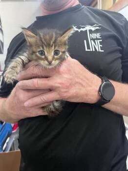 MUIR -  Domestic Medium Hair Cat for Adoption in Fort Walton Beach, Florida - MUIR | PetCurious