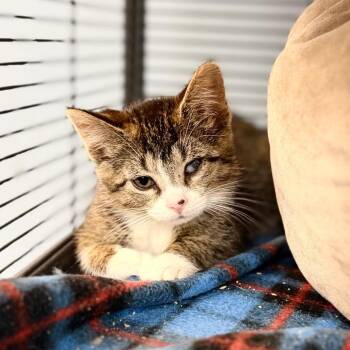Camilla -  Domestic Short Hair Cat for Adoption in Portage, Michigan - Camilla | PetCurious