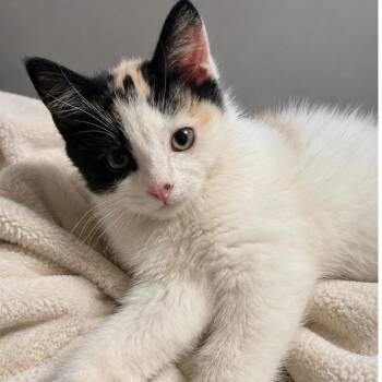 Calico Cats Available for Adoption in Andover, Minnesota - Layla | PetCurious