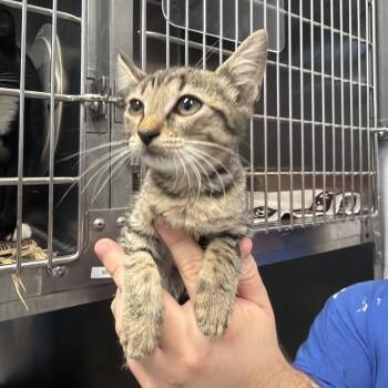 Mocha -  Domestic Short Hair Cat for Adoption in Port Charlotte, Florida - Mocha | PetCurious