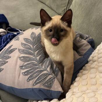 Tammy -  Domestic Short Hair and Siamese Cat for Adoption in Washougal, Washington - Tammy | PetCurious