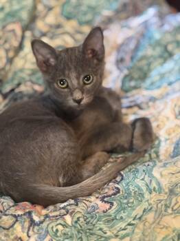 Alexander the Great and Lovey -  Russian Blue and Domestic Short Hair Cat for Adoption in Liverpool, Texas - Alexander The Great And Lovey | PetCurious