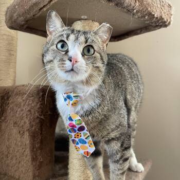 Rescue Domestic Short Hair Cats for Adoption in Glen Burnie, Maryland - Luther | PetCurious