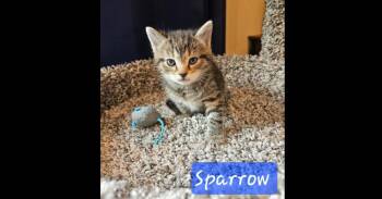 Domestic Short Hair Cats Available for Adoption in Chalfont, Pennsylvania - Sparrow | PetCurious