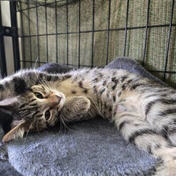 Domestic Short Hair Cats Available for Adoption in Bismarck, North Dakota - Cream (orange) | PetCurious