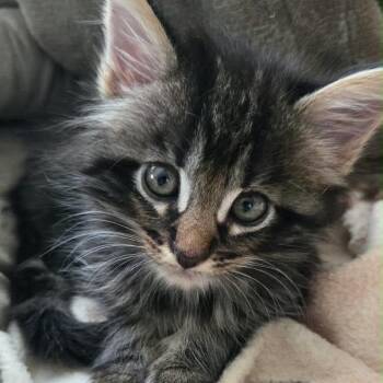 Pepper -  Domestic Medium Hair Cat for Adoption in San Diego, California - Pepper | PetCurious