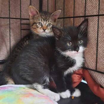 Rescue Domestic Medium Hair Cats for Adoption in Hudson, New York - Dakota | PetCurious