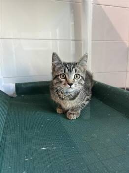 CHRISTOPHER -  Domestic Short Hair Cat for Adoption in Loveland, Colorado - CHRISTOPHER | PetCurious
