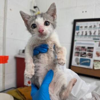 Wormy -  Domestic Short Hair Cat for Adoption in Edinburg, Texas - Wormy | PetCurious