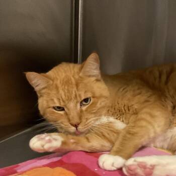 Domestic Short Hair Cats Available for Adoption - Diesel | PetCurious