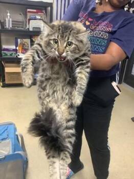 Isaiah -  Domestic Long Hair and Domestic Short Hair Cat for Adoption in Fort Worth, Texas - Isaiah | PetCurious