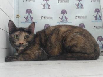 BLAIRE 18 -  Domestic Short Hair Cat for Adoption in Orlando, Florida - BLAIRE 18 | PetCurious