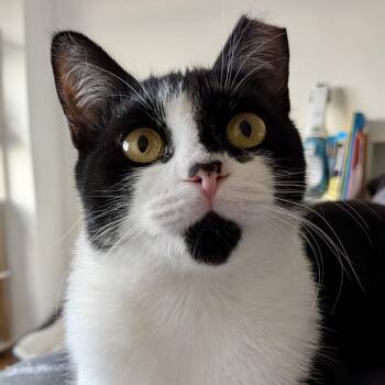 Lily & Daisy - bonded pair -  Domestic Short Hair Cat for Adoption - Lily & Daisy - Bonded Pair | PetCurious