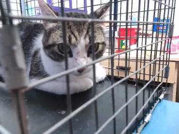 KEE -  Domestic Short Hair Cat for Adoption in Tulsa, Oklahoma - KEE | PetCurious