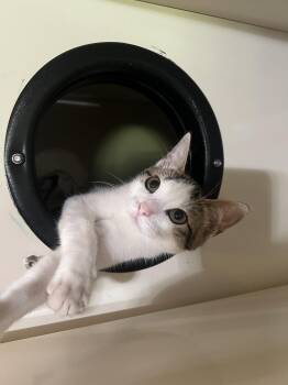 Brandy -  Domestic Short Hair Cat for Adoption in Hammond, Louisiana - Brandy | PetCurious