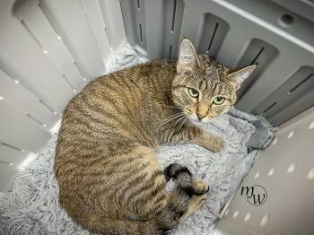 CHIQUILLA -  Domestic Short Hair Cat for Adoption in Omaha, Nebraska - CHIQUILLA | PetCurious