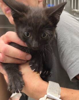 Kodak -  Domestic Short Hair Cat for Adoption in Twentynine Palms, California - Kodak | PetCurious