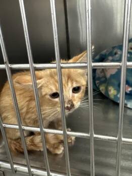 Captain Hook (dorrito) -  Domestic Short Hair Cat for Adoption in Mobile, Alabama - Captain Hook (dorrito) | PetCurious