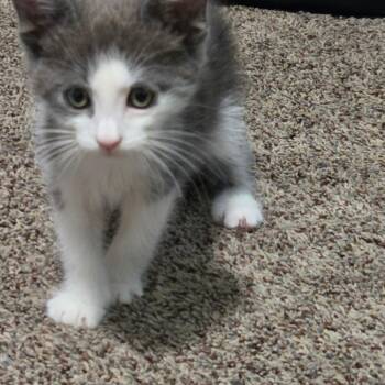 Coyote -  Domestic Short Hair Cat for Adoption in Riverside, California - Coyote | PetCurious