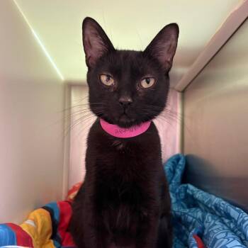 Domestic Short Hair Cats Available for Adoption in Fairport, New York - Clove | PetCurious