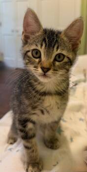 Billy Jean -  Domestic Short Hair Cat for Adoption in Little Rock, Arkansas - Billy Jean | PetCurious