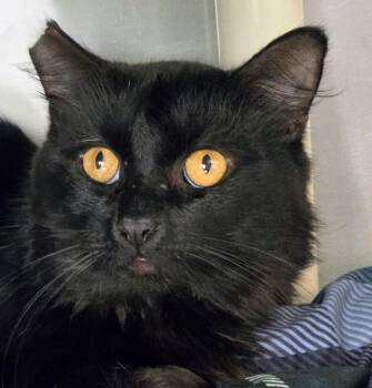 6-477 -  Domestic Short Hair Cat for Adoption in Lindenhurst, New York - 6-477 | PetCurious