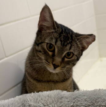 Rescue Domestic Short Hair Cats for Adoption in Kansas City, Missouri - Toast | PetCurious