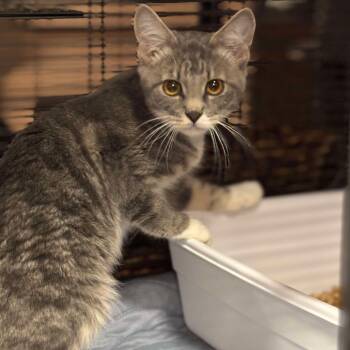Rescue Domestic Short Hair Cats for Adoption in Nampa, Idaho - Zen | PetCurious
